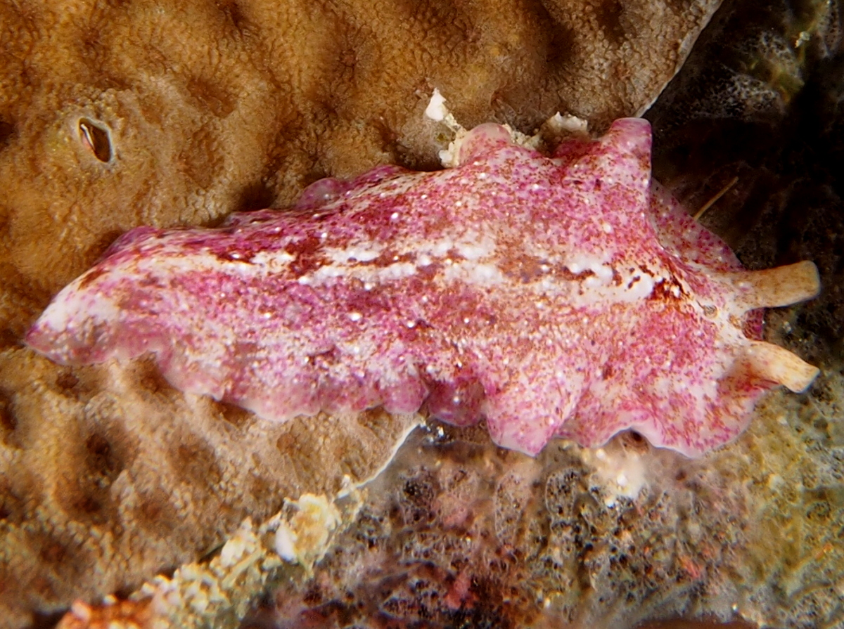 Gosliner's Flatworm - Pseudoceros goslineri
