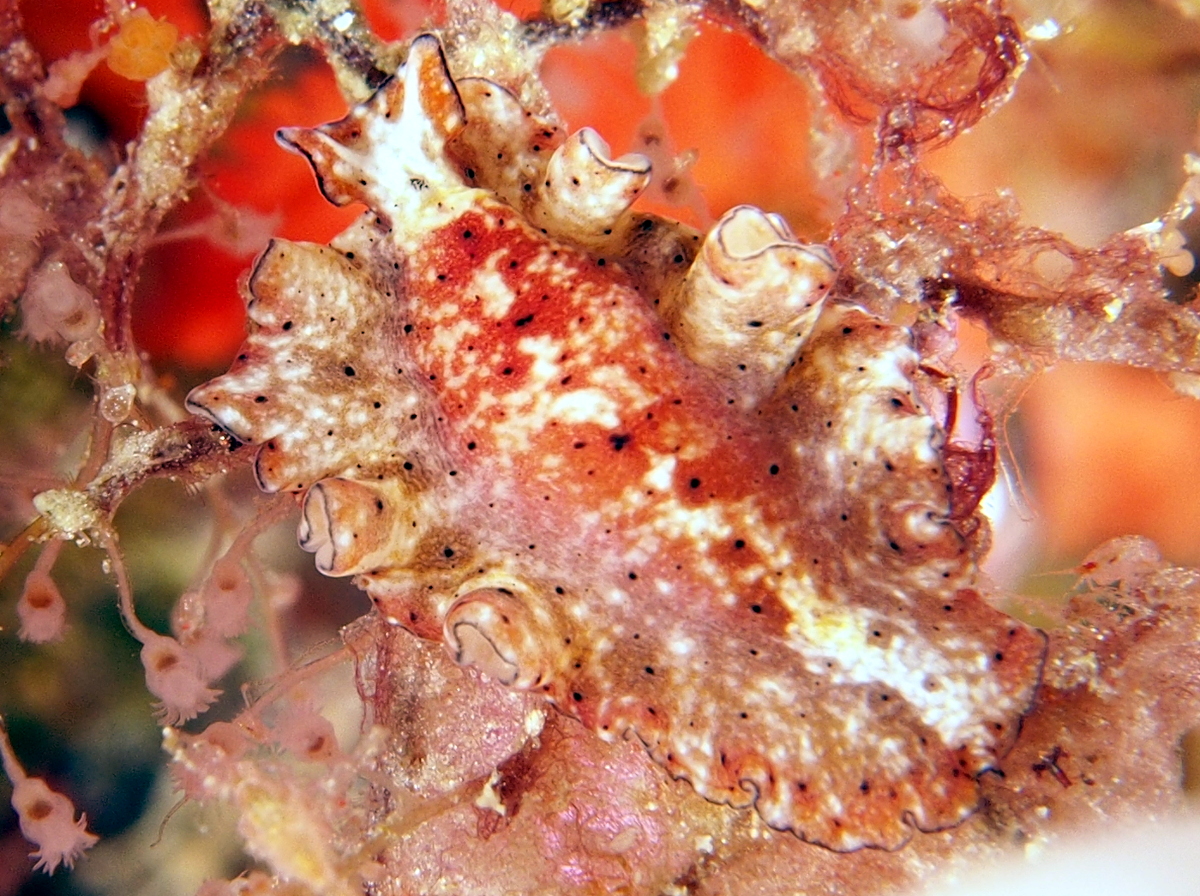 Pseudoceros damawan - Pseudoceros damawan - Fiji