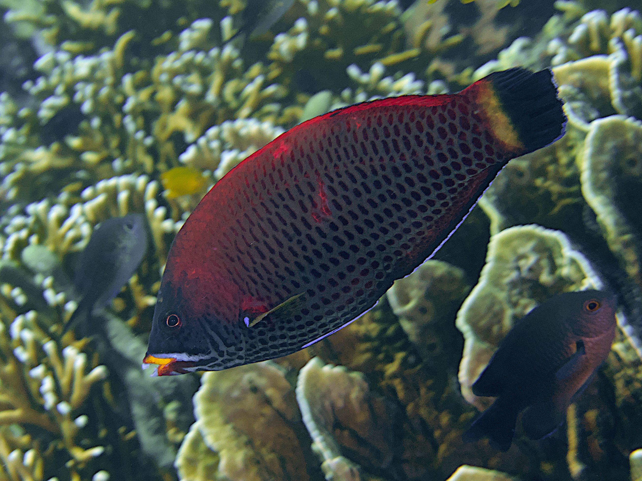 Chiseltooth Wrasse - Pseudodax moluccanus