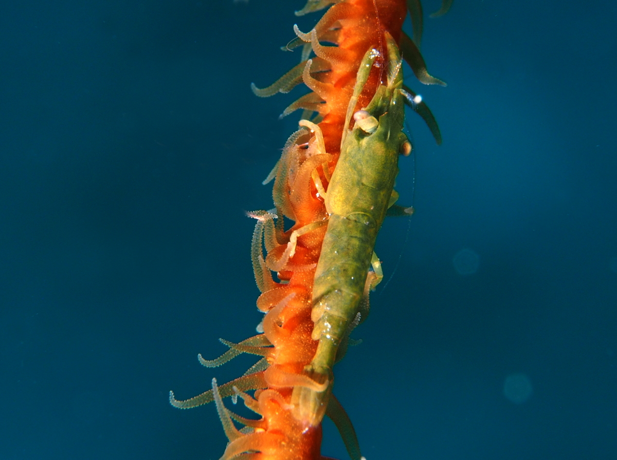 Wire Coral Shrimp - Pseudopontonides principis