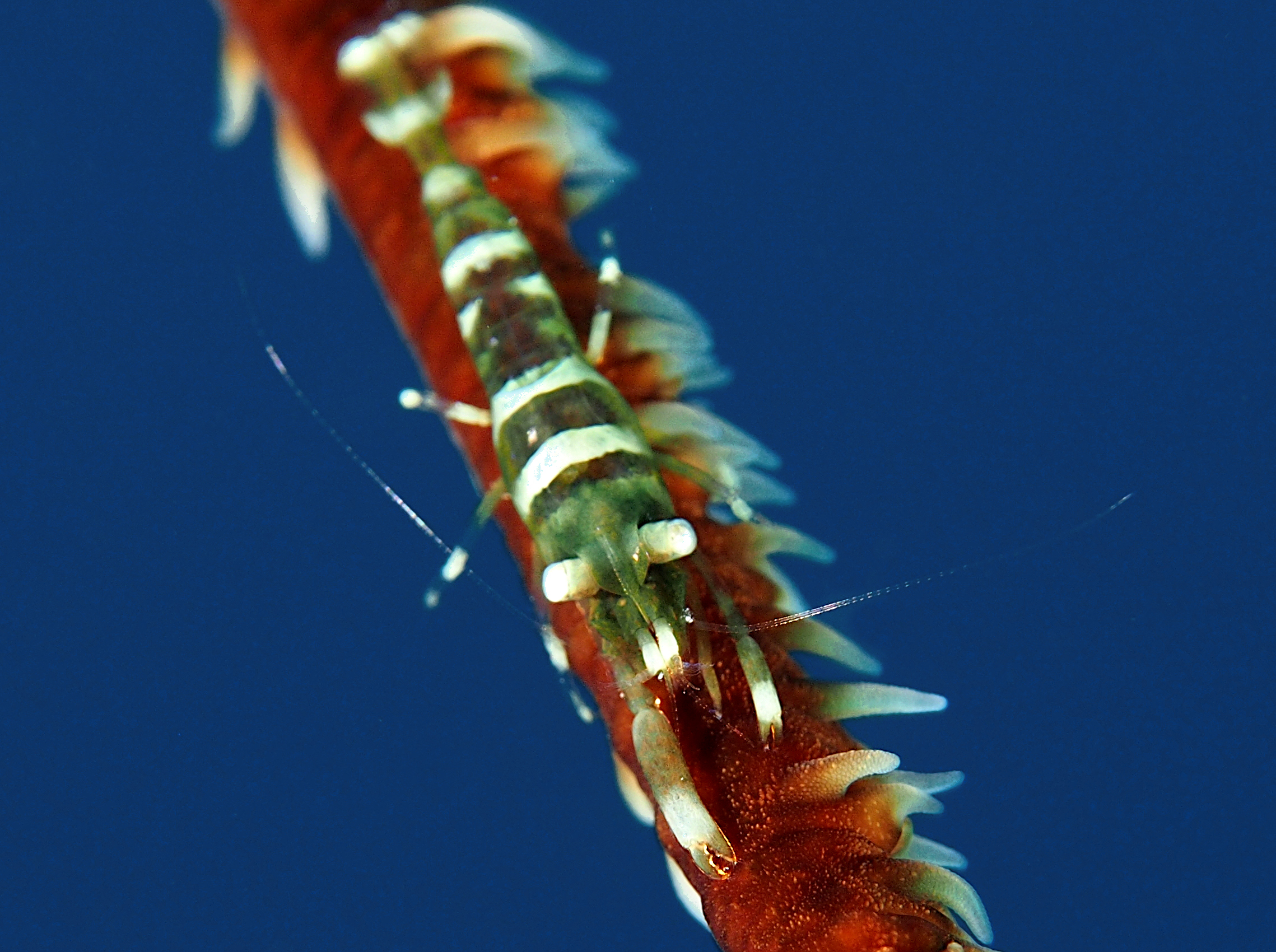 Wire Coral Shrimp - Pseudopontonides principis