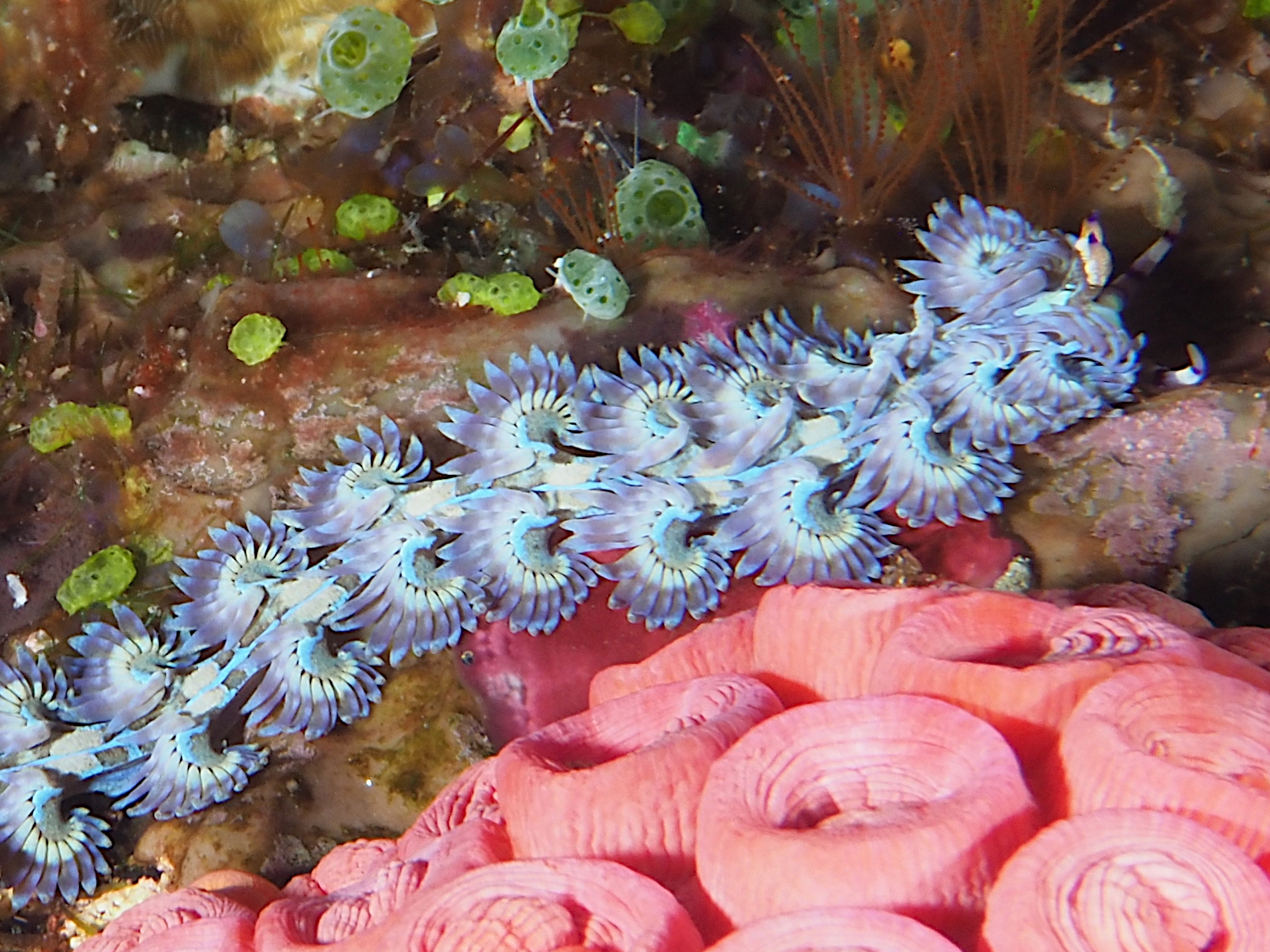 Blue Dragon Nudibranch - Pteraeolidia semperi