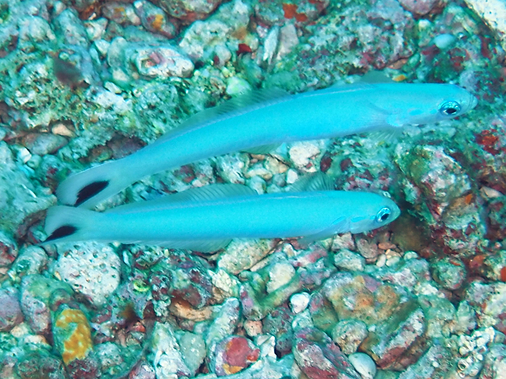 Spottail Dartfish - Ptereleotris heteroptera - Lombok, Indonesia