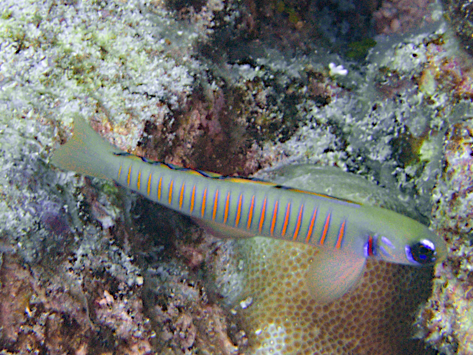Zebra Barred Dartfish - Ptereleotris zebra
