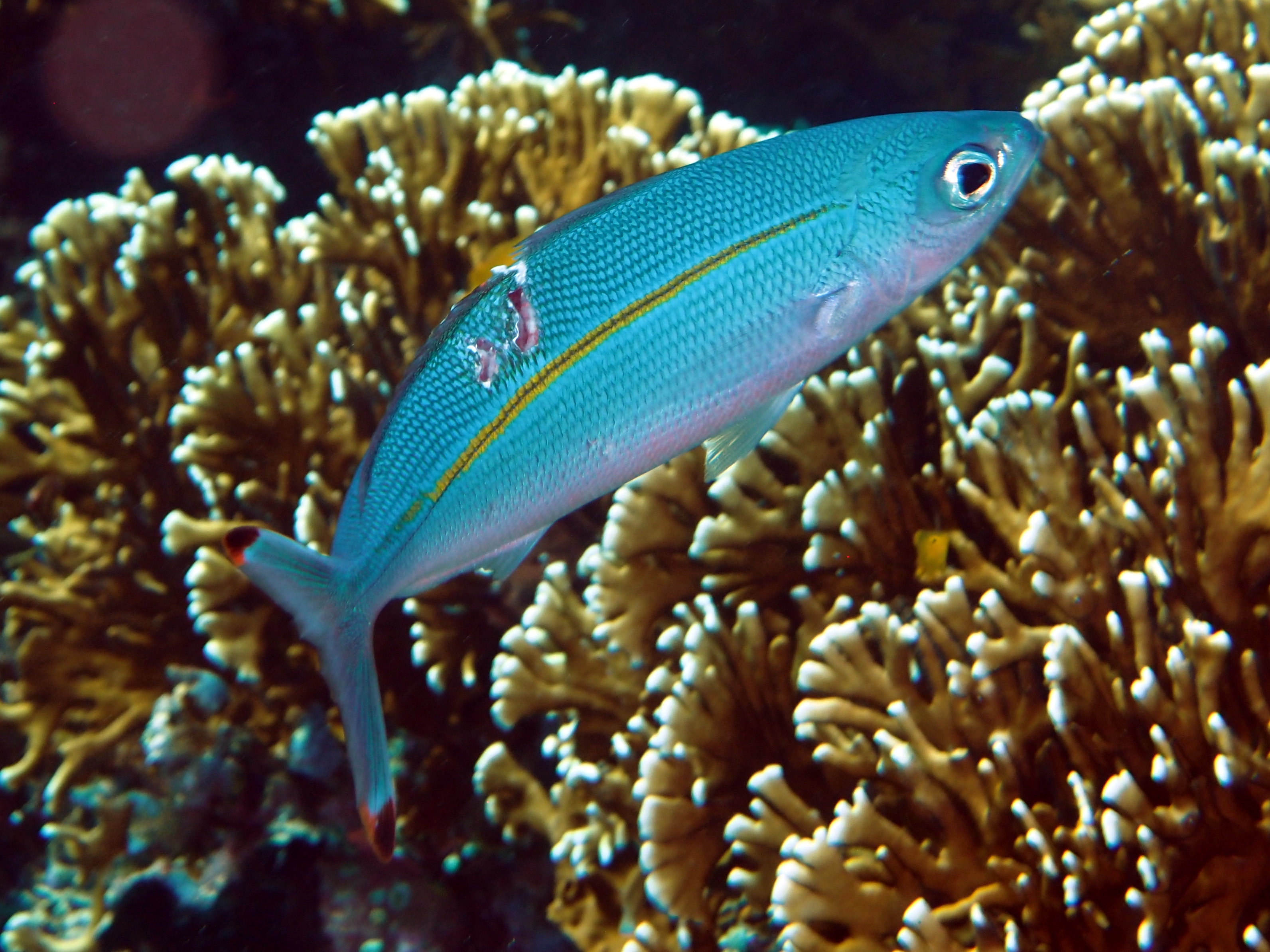 Narrowstripe Fusilier - Pterocaesio tessellata - Komodo, Indonesia