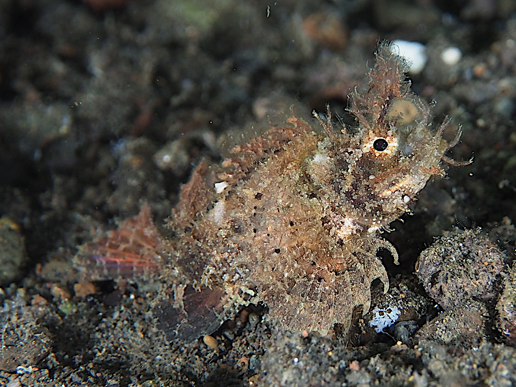 Ambon Scorpionfish - Pteroidichthys amboinensis