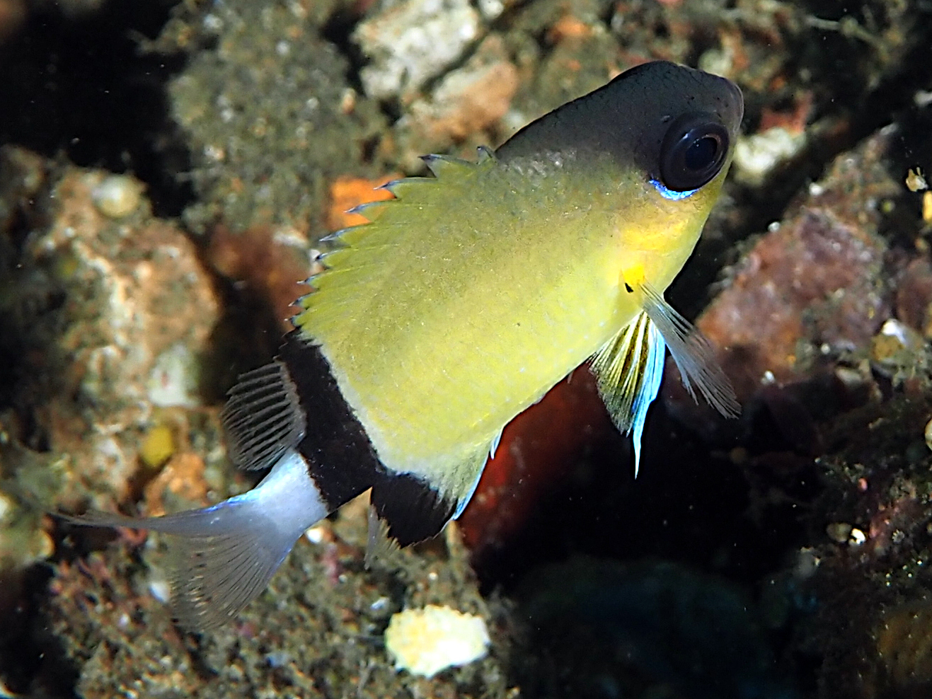 Blackbar Chromis - Pycnochromis retrofasciatus - Bali, Indonesia