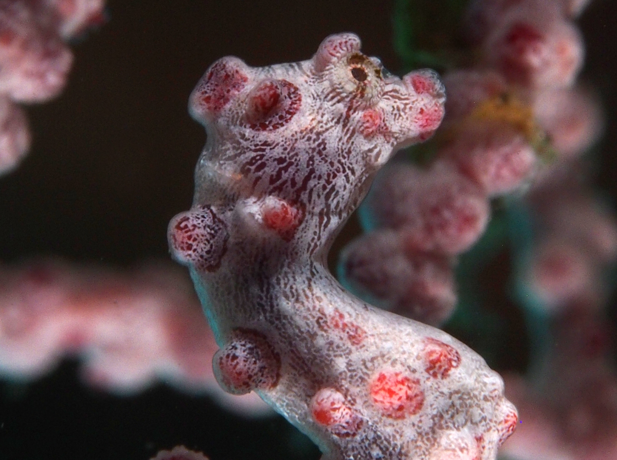 Pygmy Seahorse - Hippocampus bargibanti