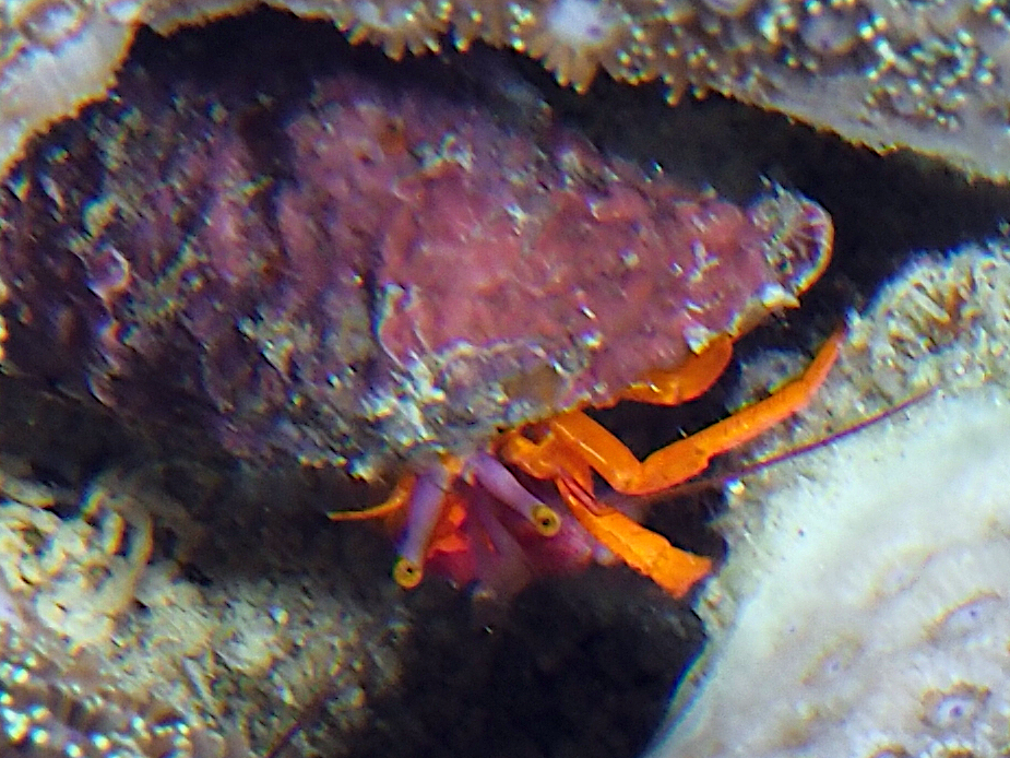 Pylopaguropsis speciosa - Pylopaguropsis speciosa