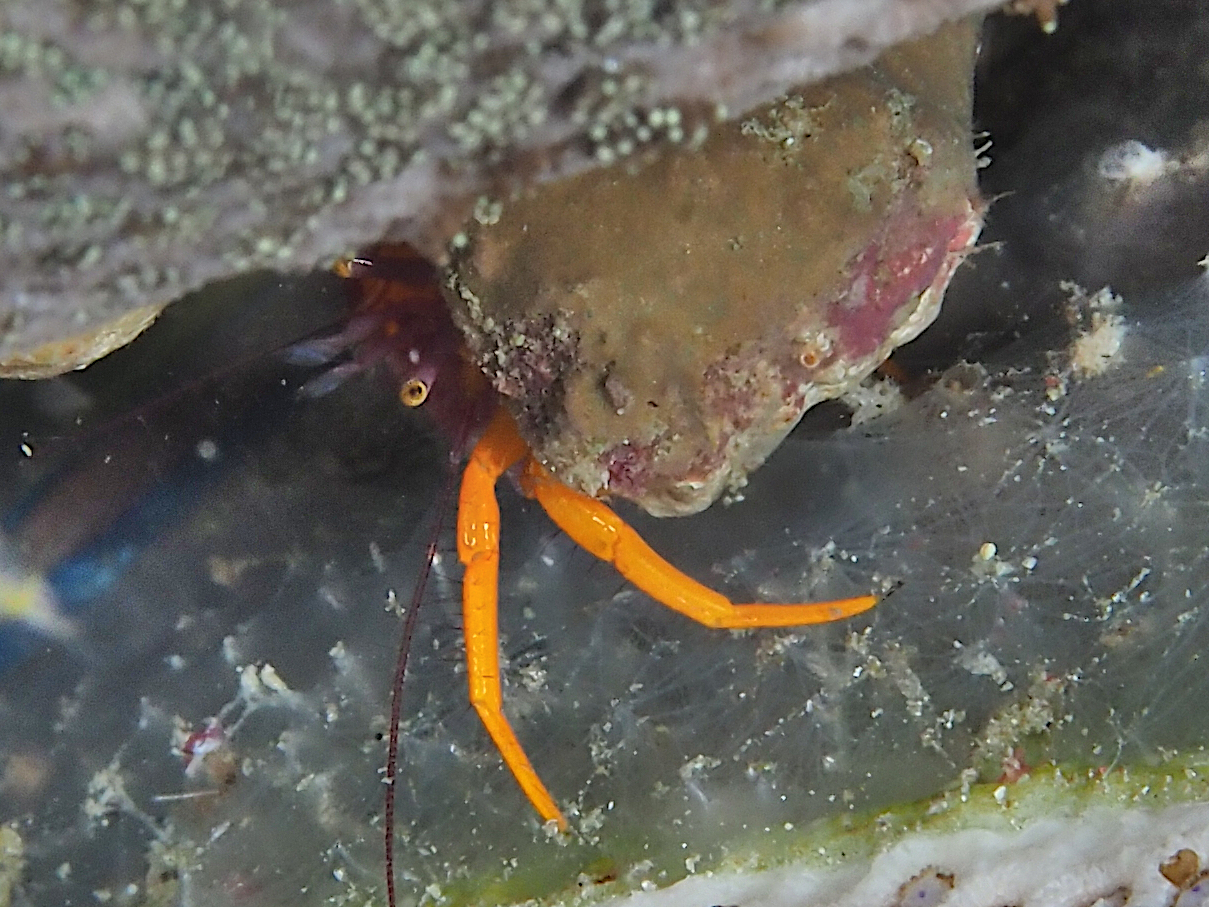 Pylopaguropsis speciosa - Pylopaguropsis speciosa