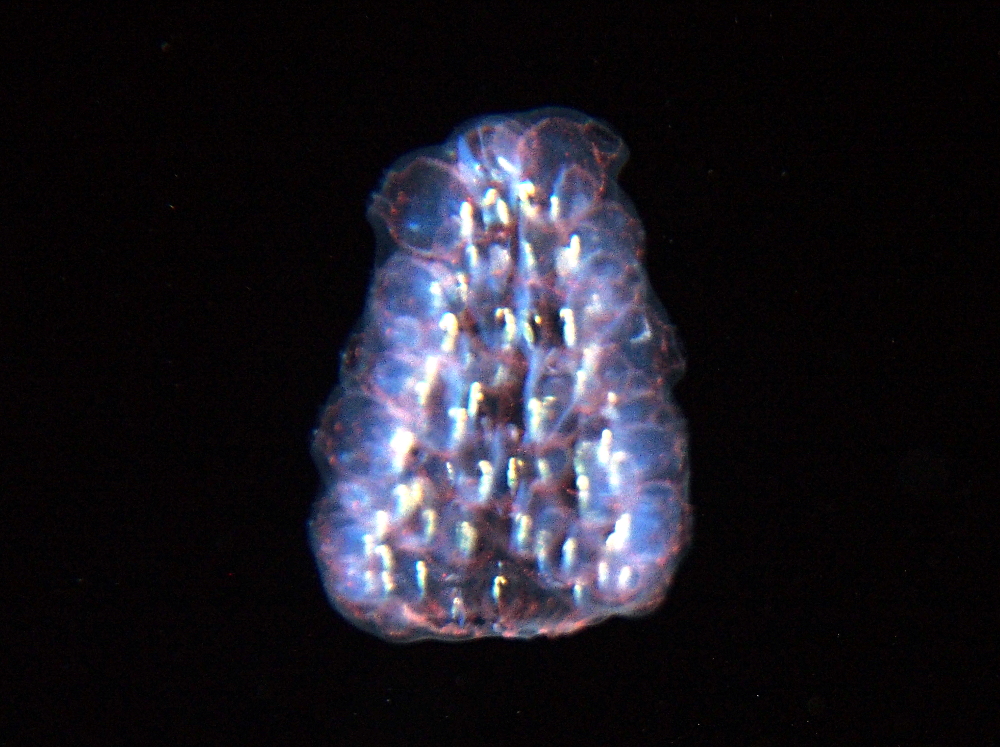Pyrosoma atlanticum - Pyrosoma atlanticum - Big Island, Hawaii