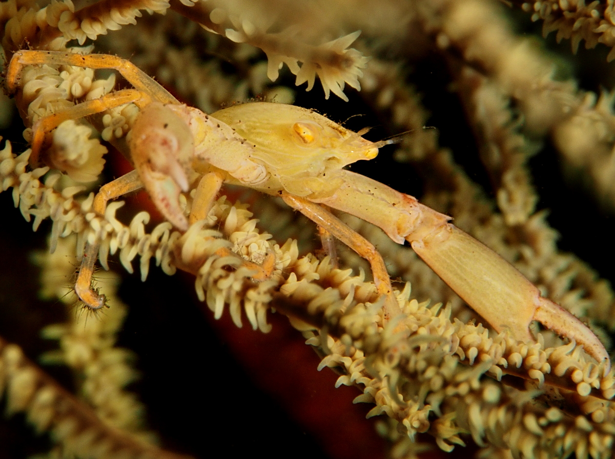 Crowned Coral Crab - Quadrella coronata