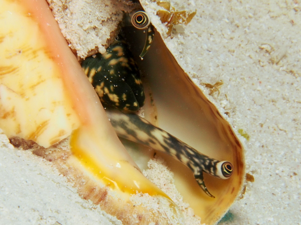 Queen Conch - Aliger gigas