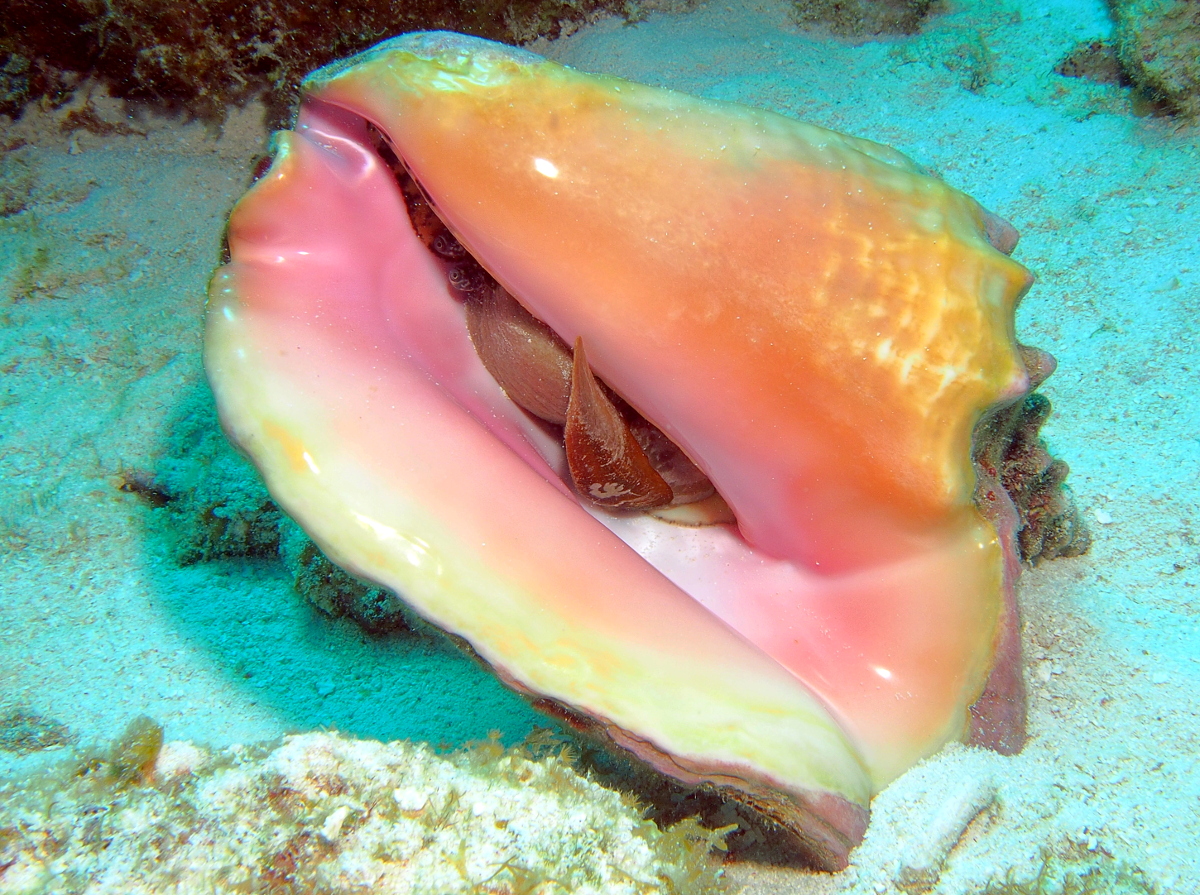 Queen Conch - Aliger gigas
