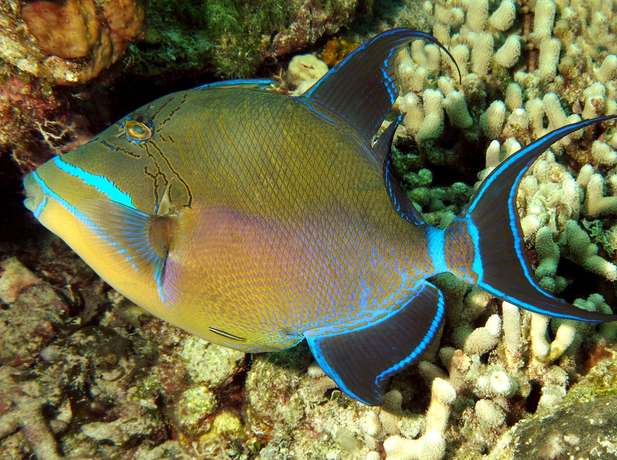 Queen Triggerfish - Balistes vetula