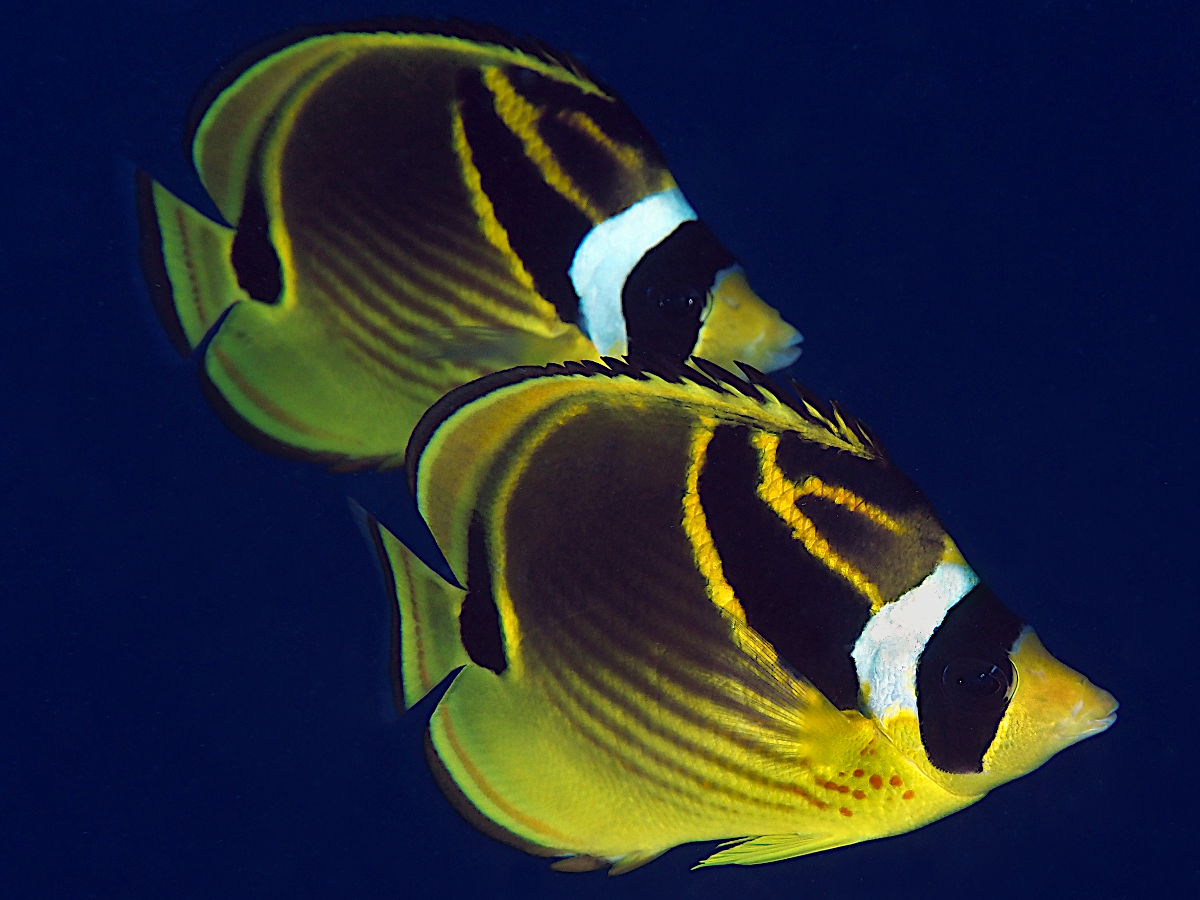 Raccoon Butterflyfish - Chaetodon lunula