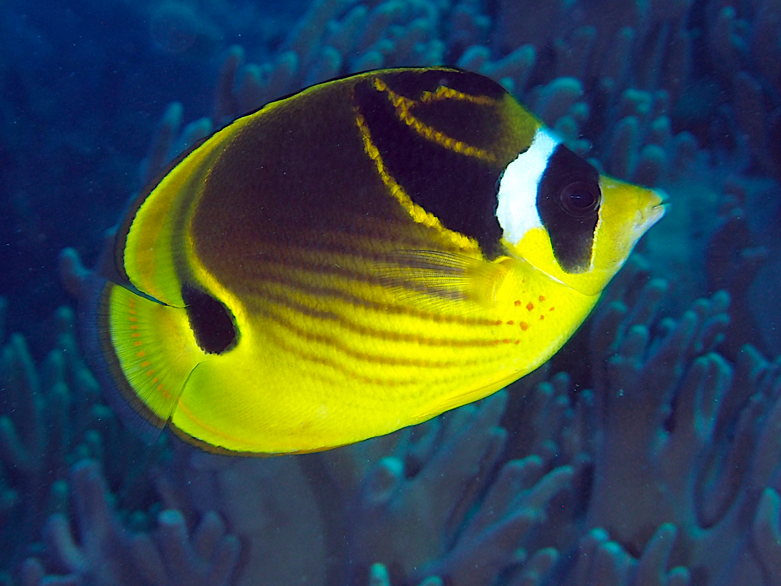 Raccoon Butterflyfish - Chaetodon lunula