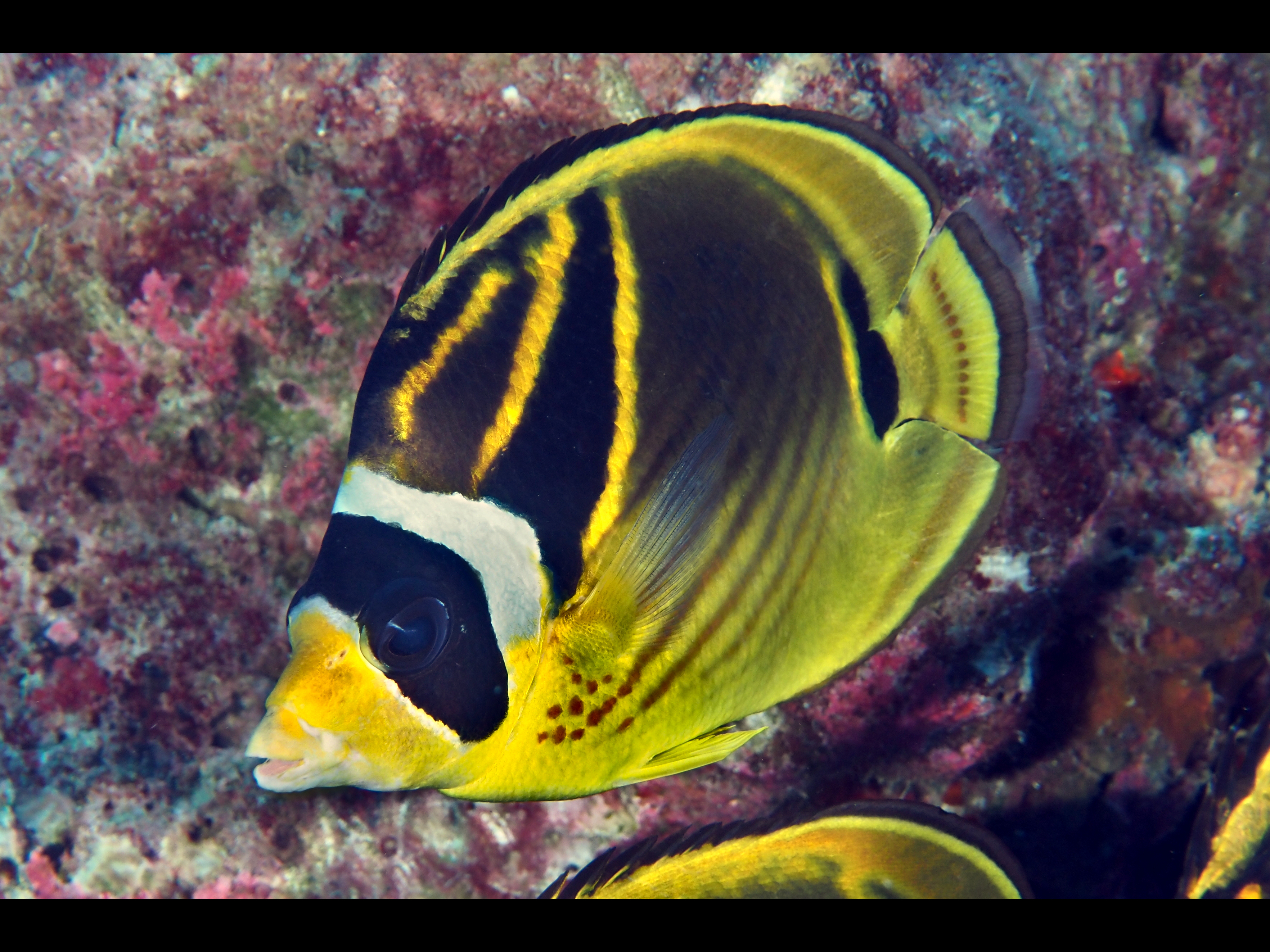 Raccoon Butterflyfish - Chaetodon lunula