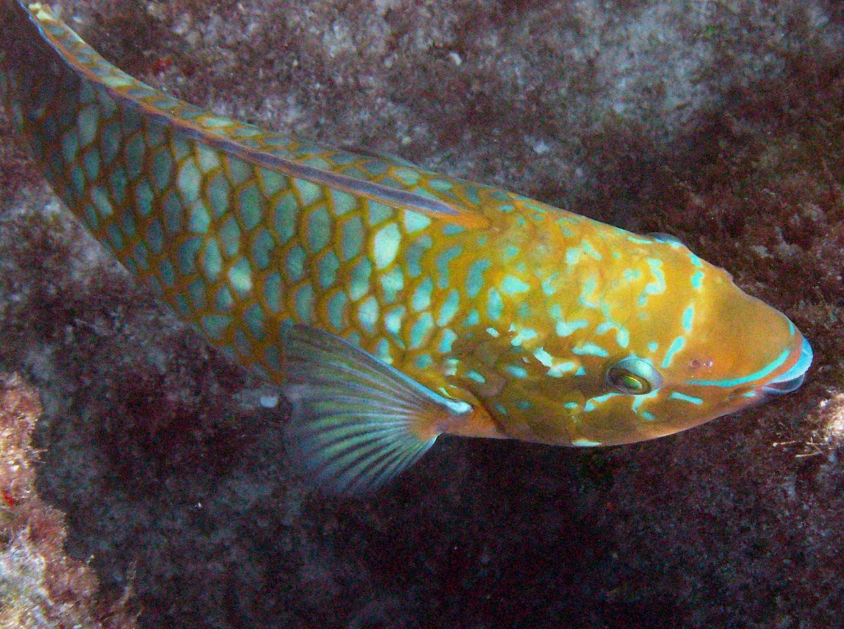 Rainbow Parrotfish - Scarus guacamaia