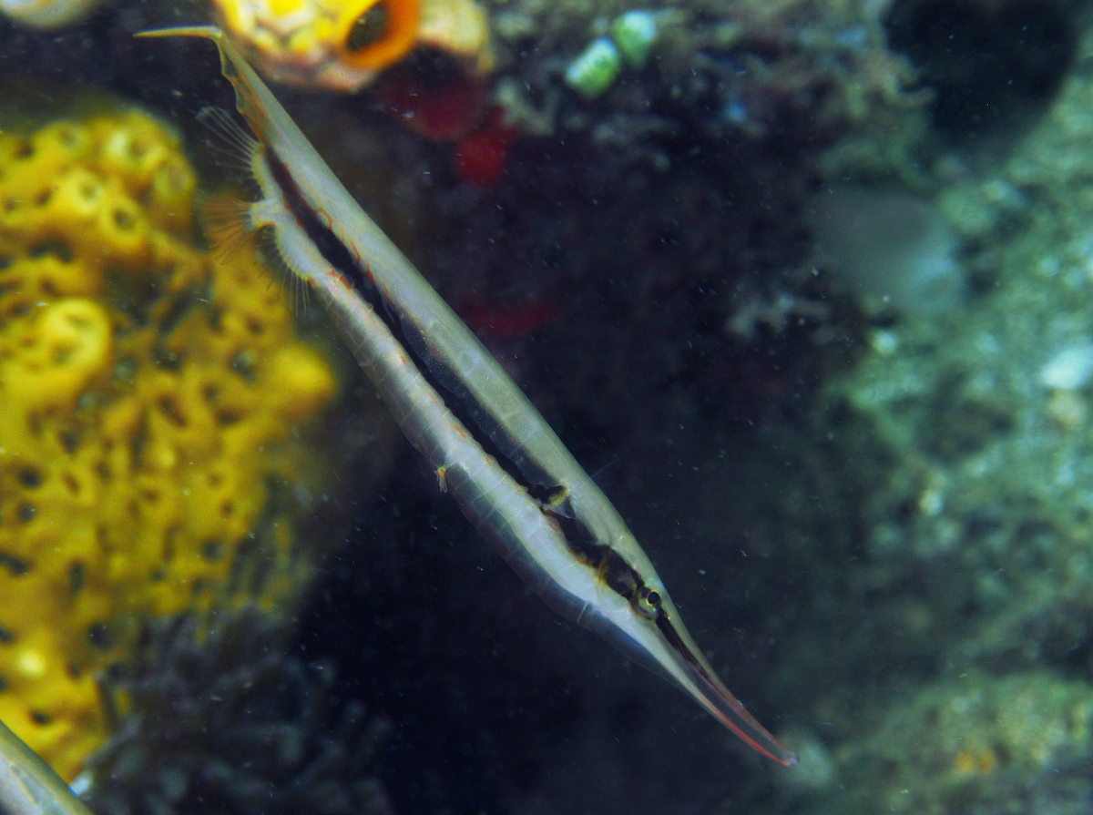 Razorfish - Aeoliscus strigatus - Lembeh Strait, Indonesia