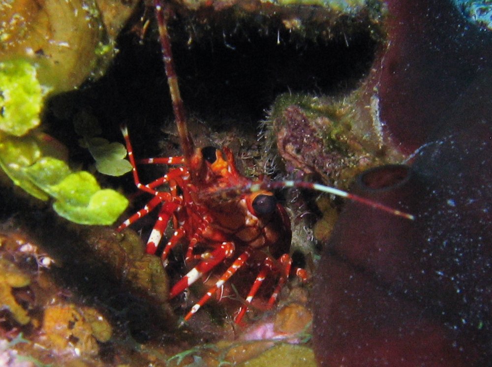 Red Banded Lobster - Justitia longimanus