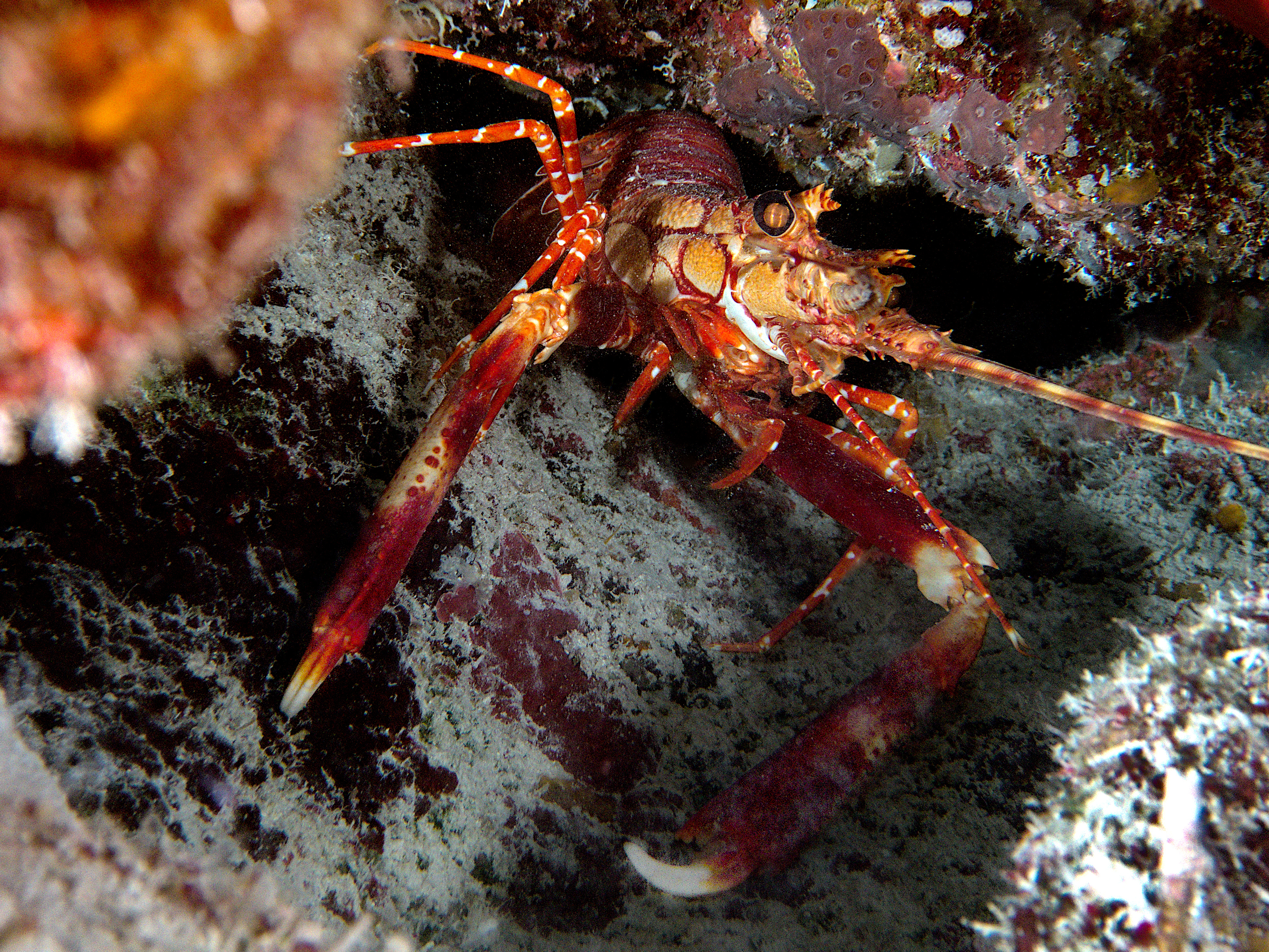 Red Banded Lobster - Justitia longimanus
