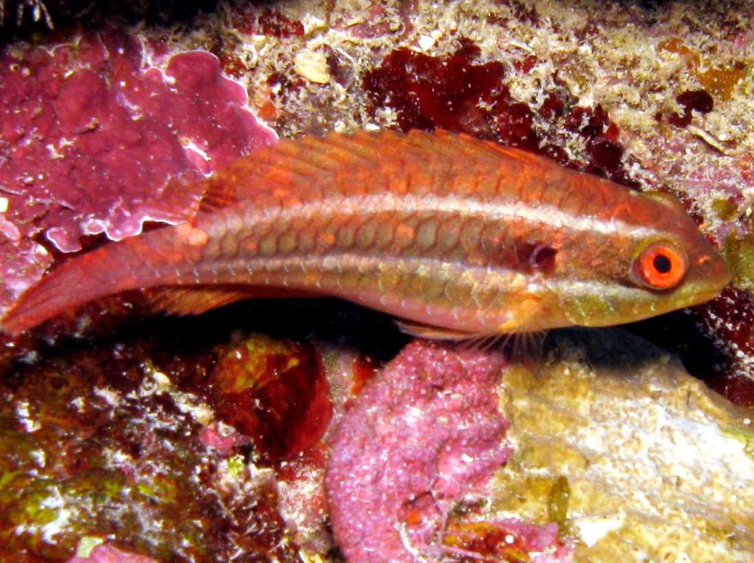 Redband Parrotfish - Sparisoma aurofrenatum