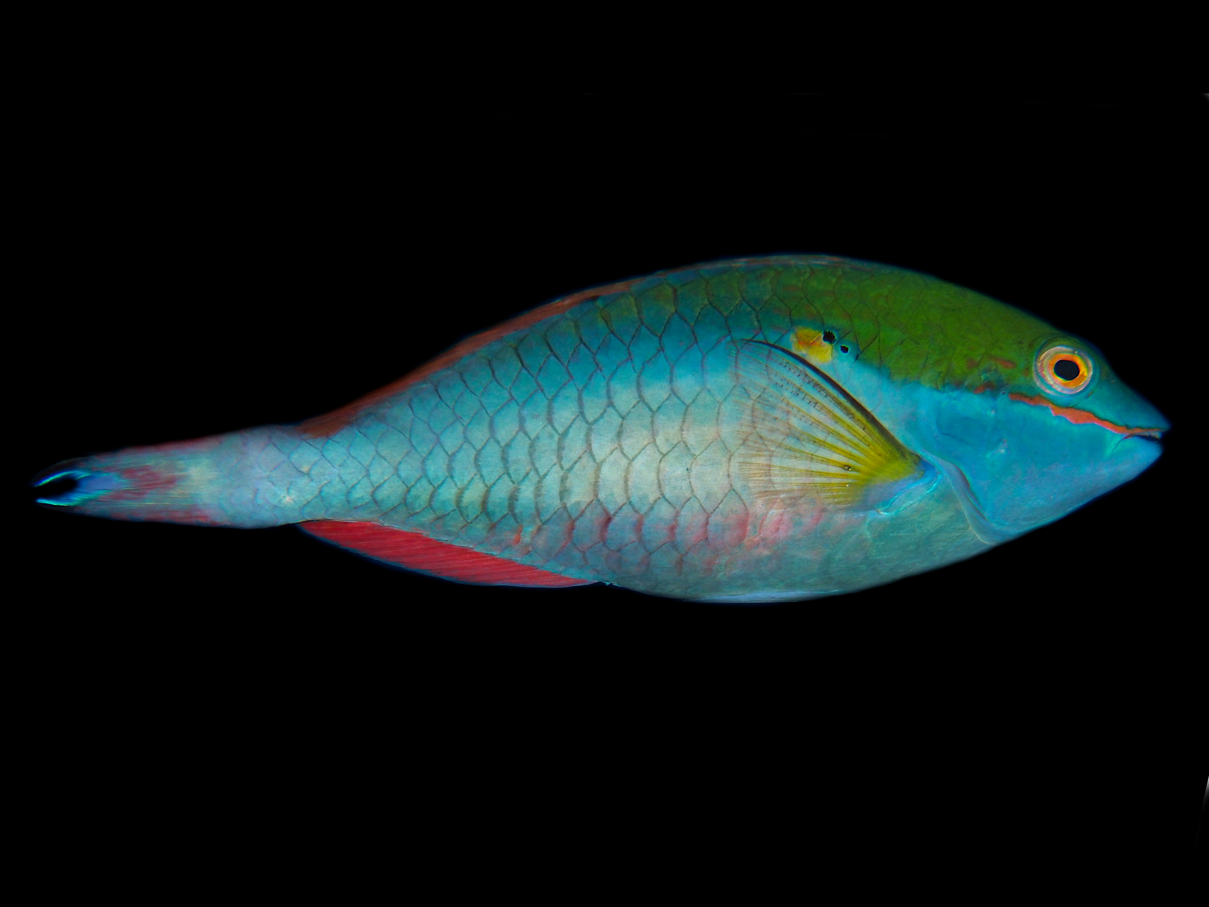 Redband Parrotfish - Sparisoma aurofrenatum