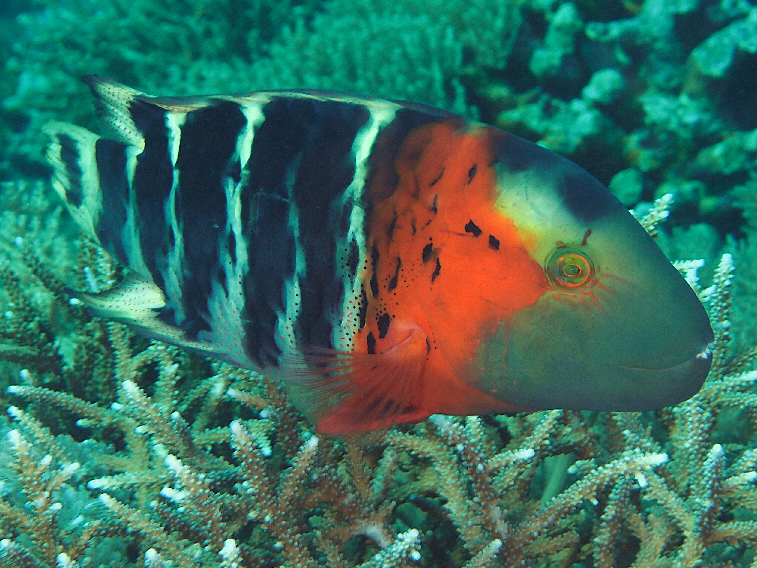 Redbreasted Wrasse - Concholabrus fasciatus