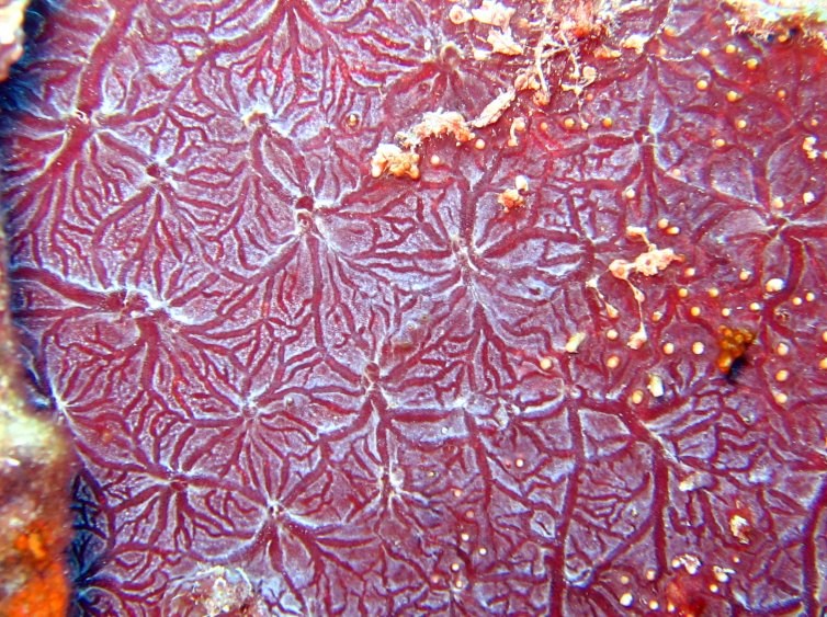 Red Encrusting Sponge - Monanchora arbuscula