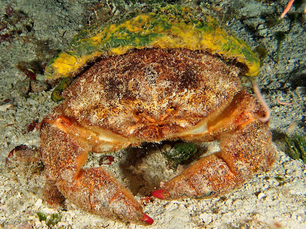 Redeye Sponge Crab - Dromia erythropus
