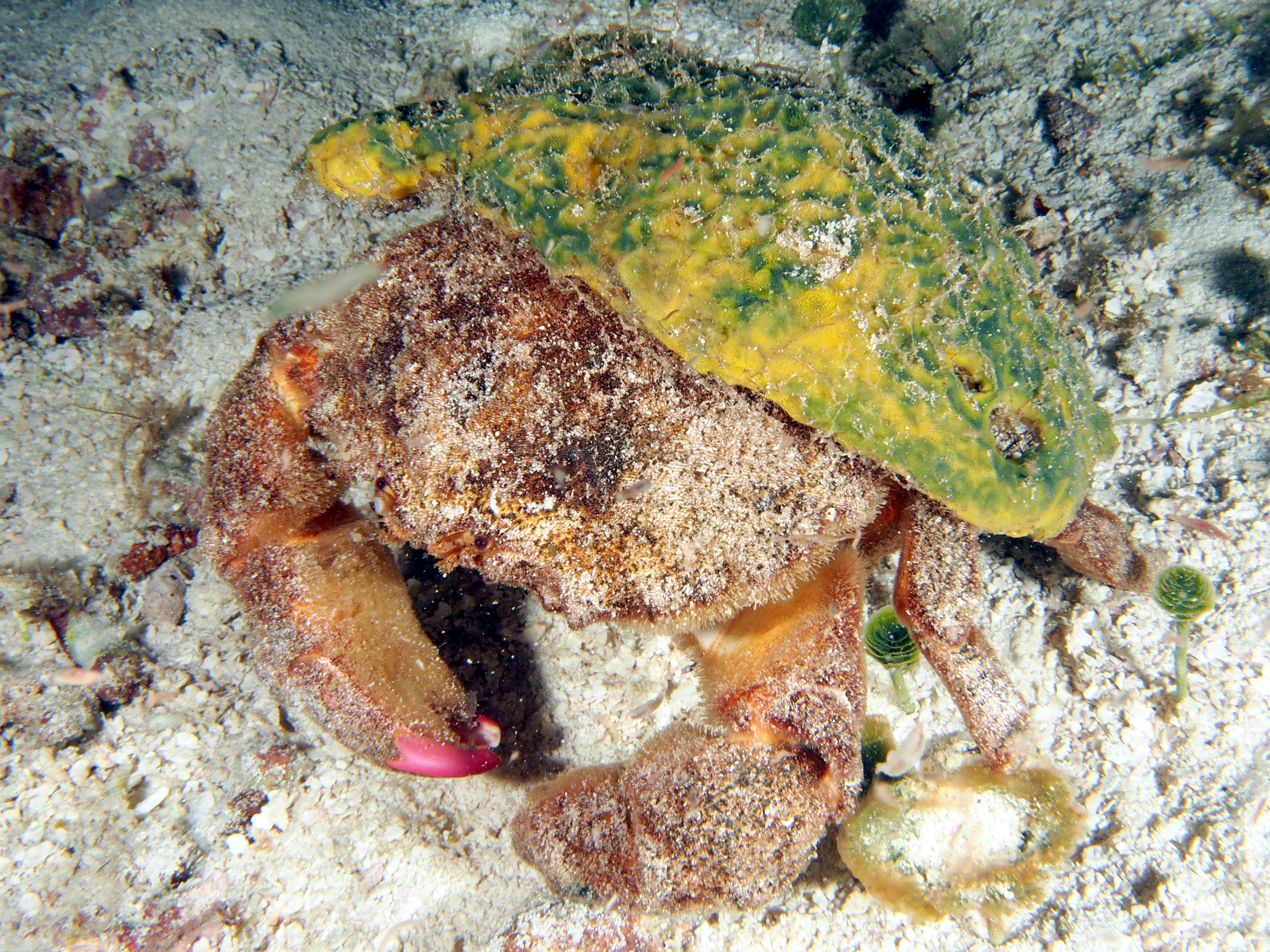 Redeye Sponge Crab - Dromia erythropus