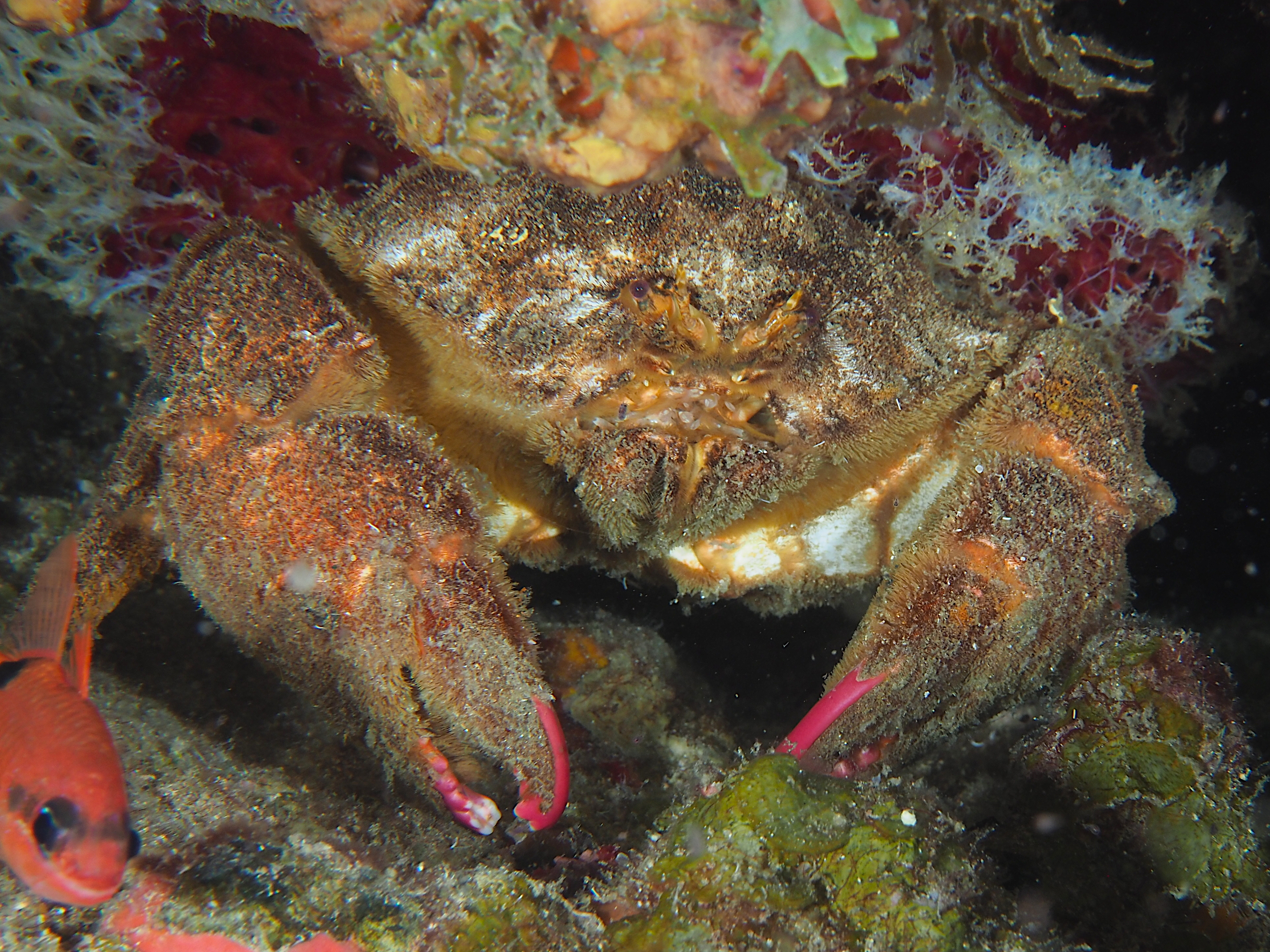 Redeye Sponge Crab - Dromia erythropus