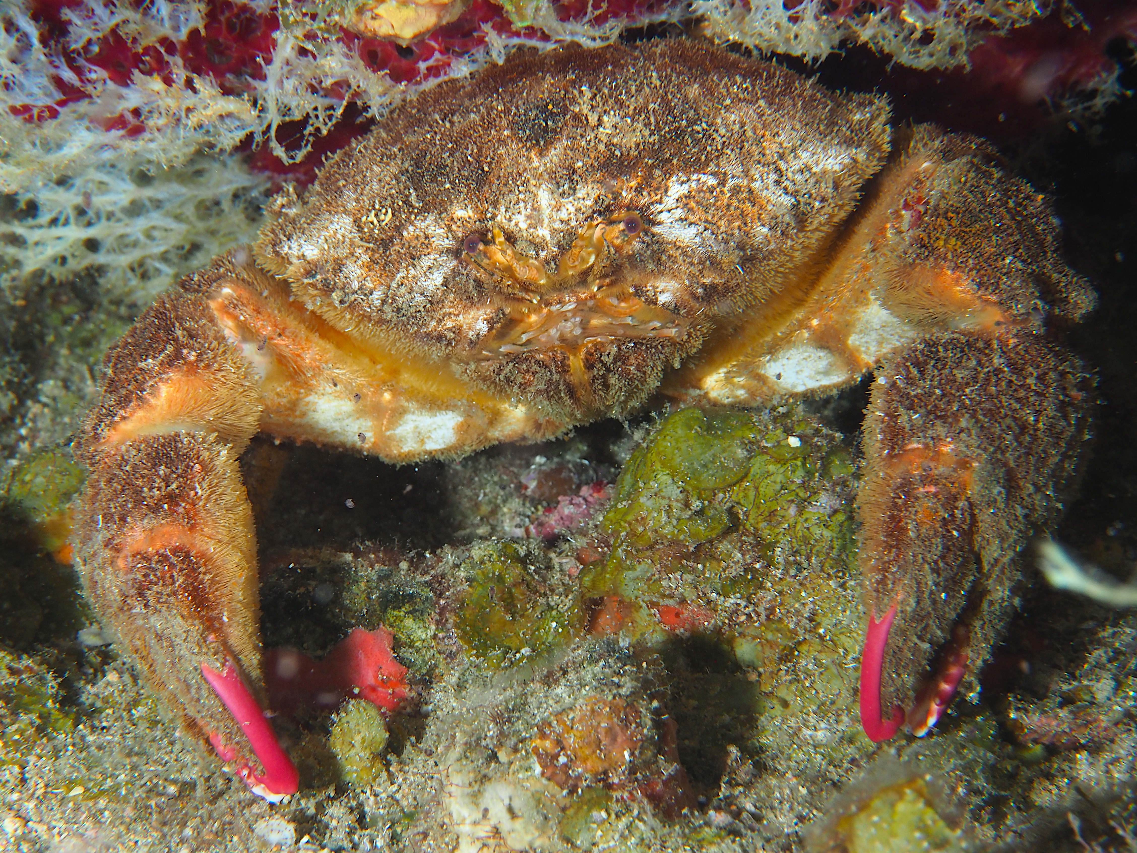 Redeye Sponge Crab - Dromia erythropus