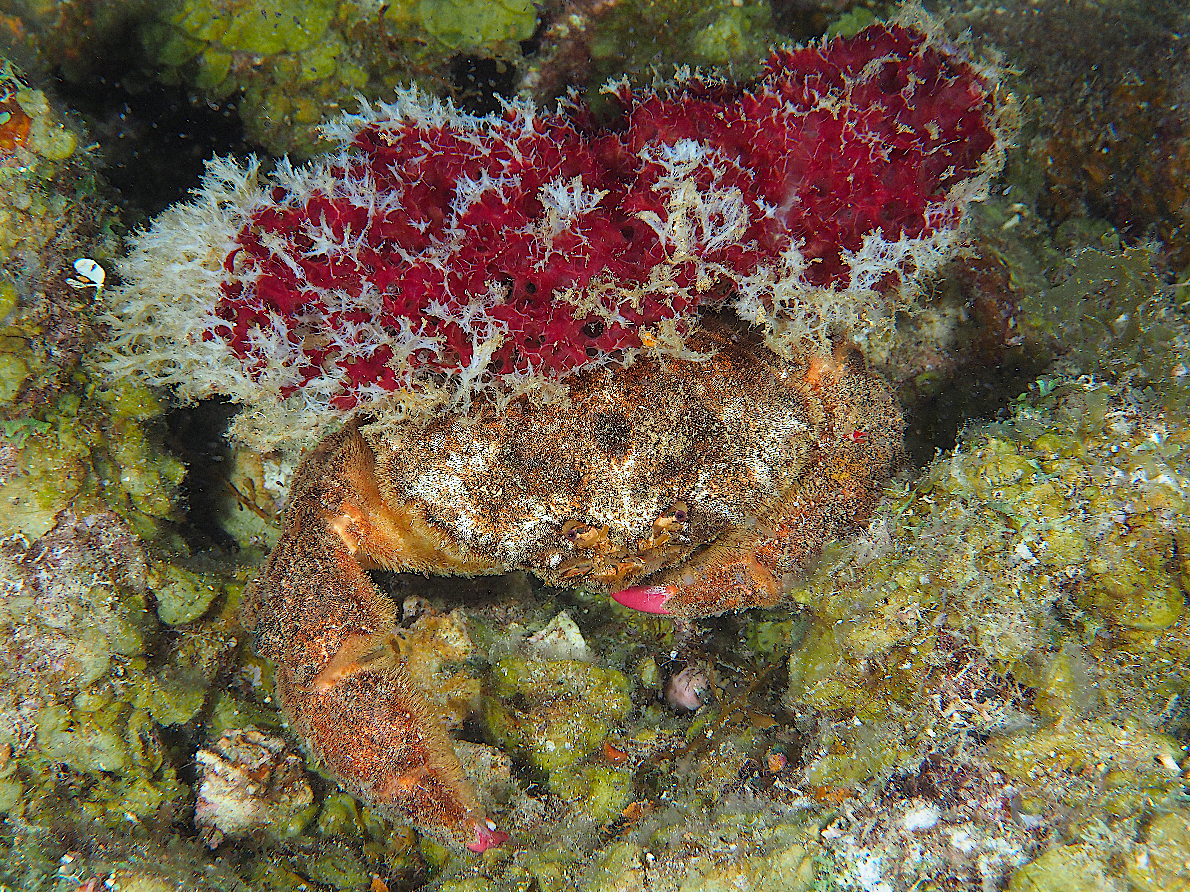 Redeye Sponge Crab - Dromia erythropus