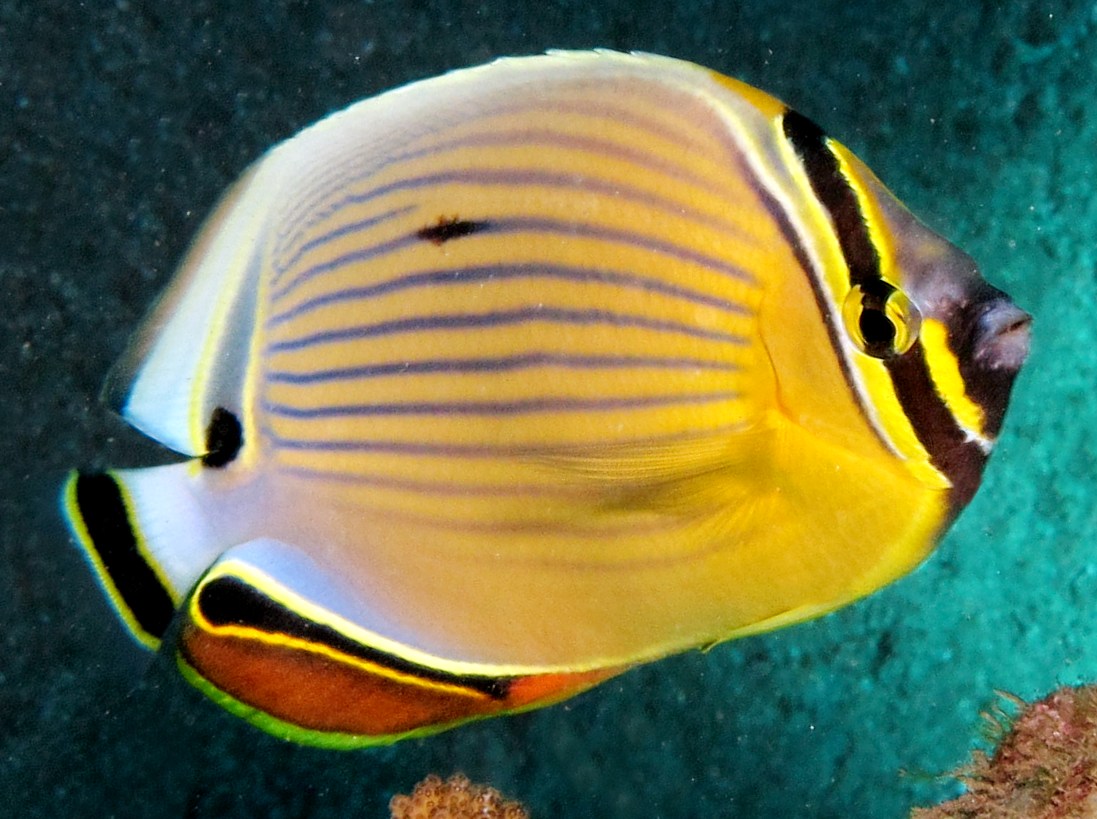 Redfin Butterflyfish - Chaetodon lunulatus
