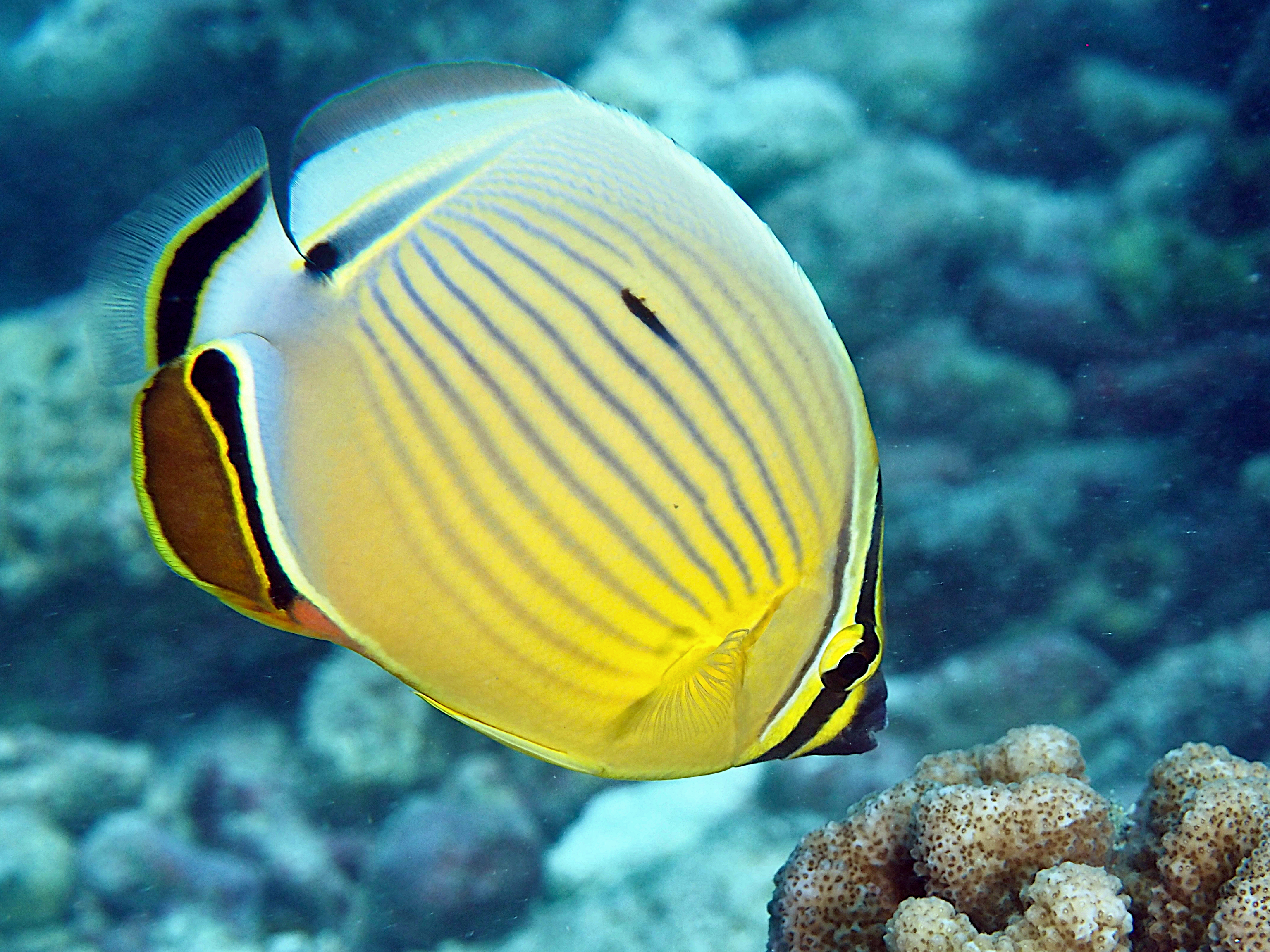 Redfin Butterflyfish - Chaetodon lunulatus