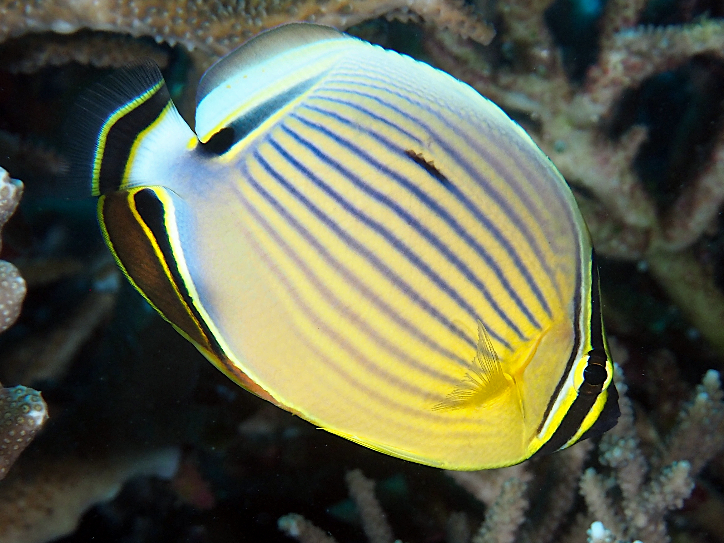 Redfin Butterflyfish - Chaetodon lunulatus