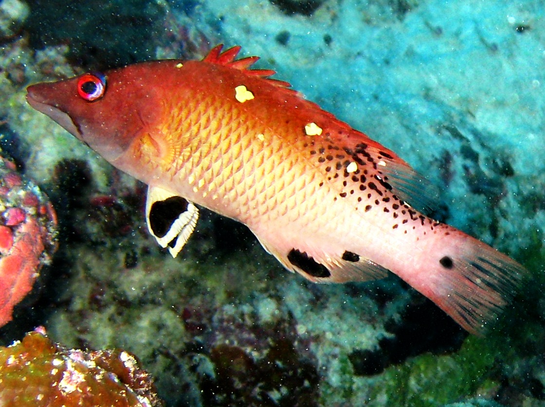 Redfin Hogfish - Bodianus dictynna