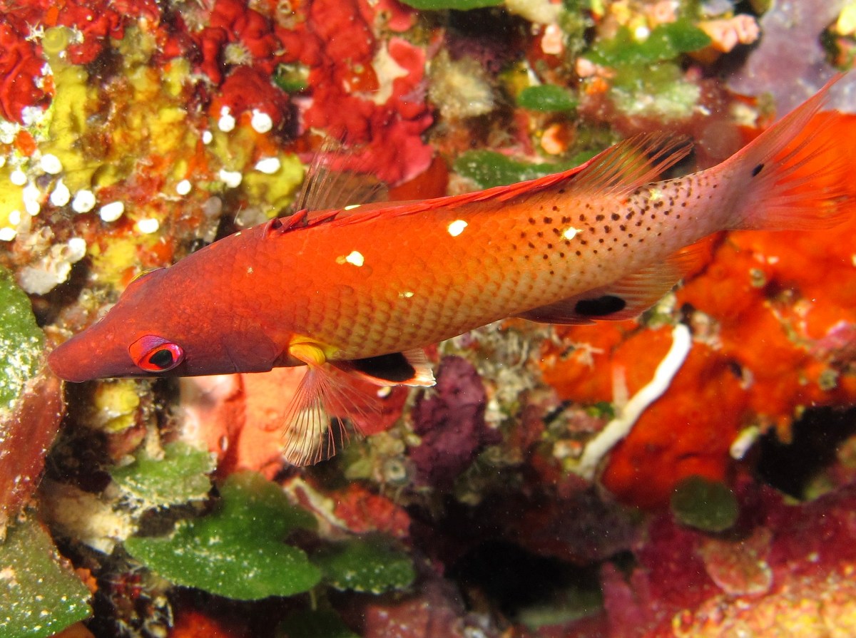 Redfin Hogfish - Bodianus dictynna