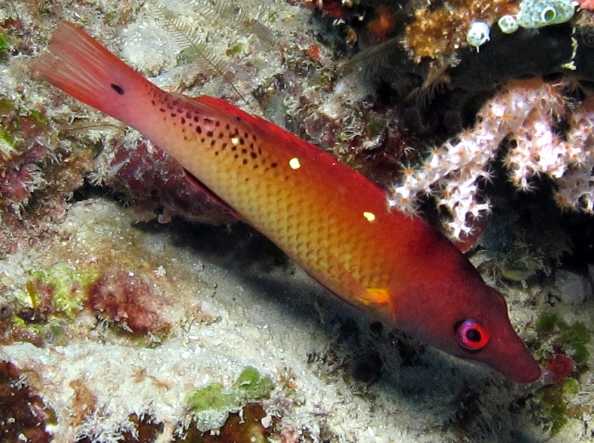 Redfin Hogfish - Bodianus dictynna