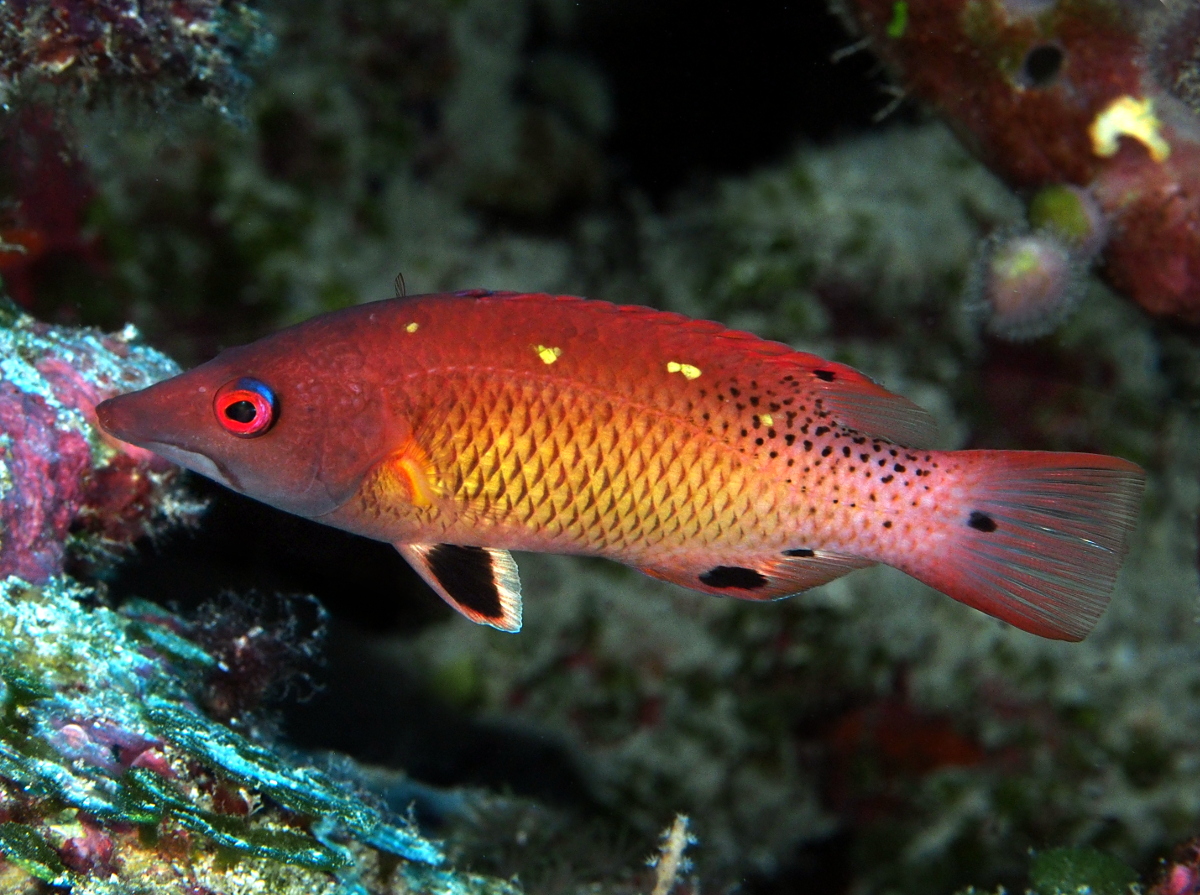 Redfin Hogfish - Bodianus dictynna