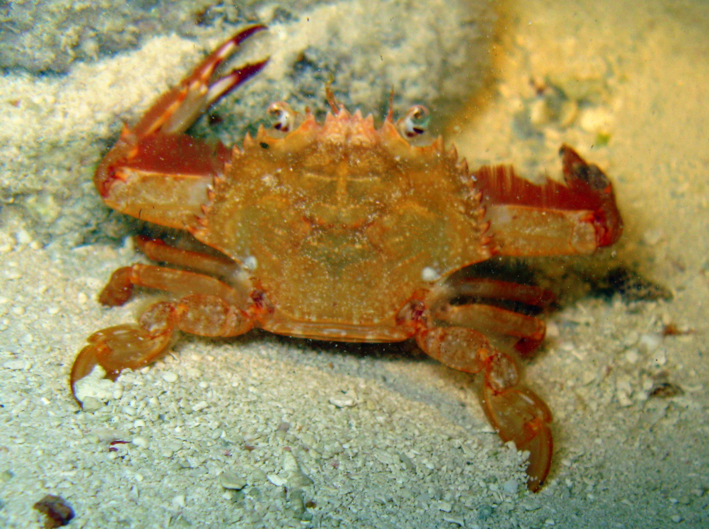 Redhair Swimming Crab - Achelous ordwayi