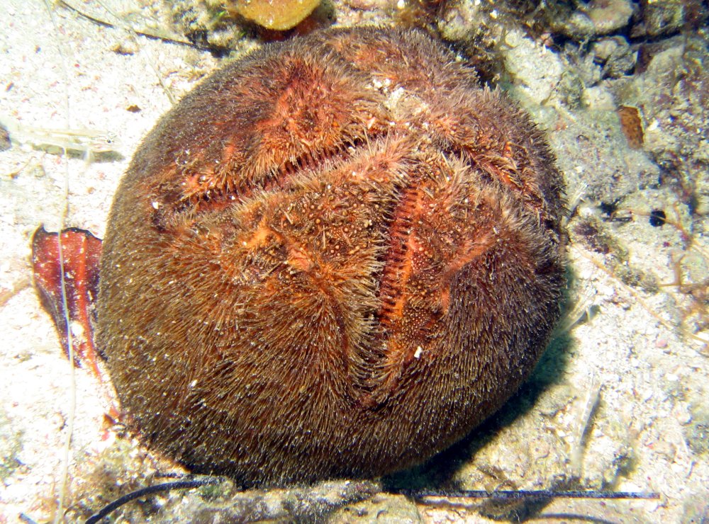 Red Heart Urchin - Meoma ventricosa