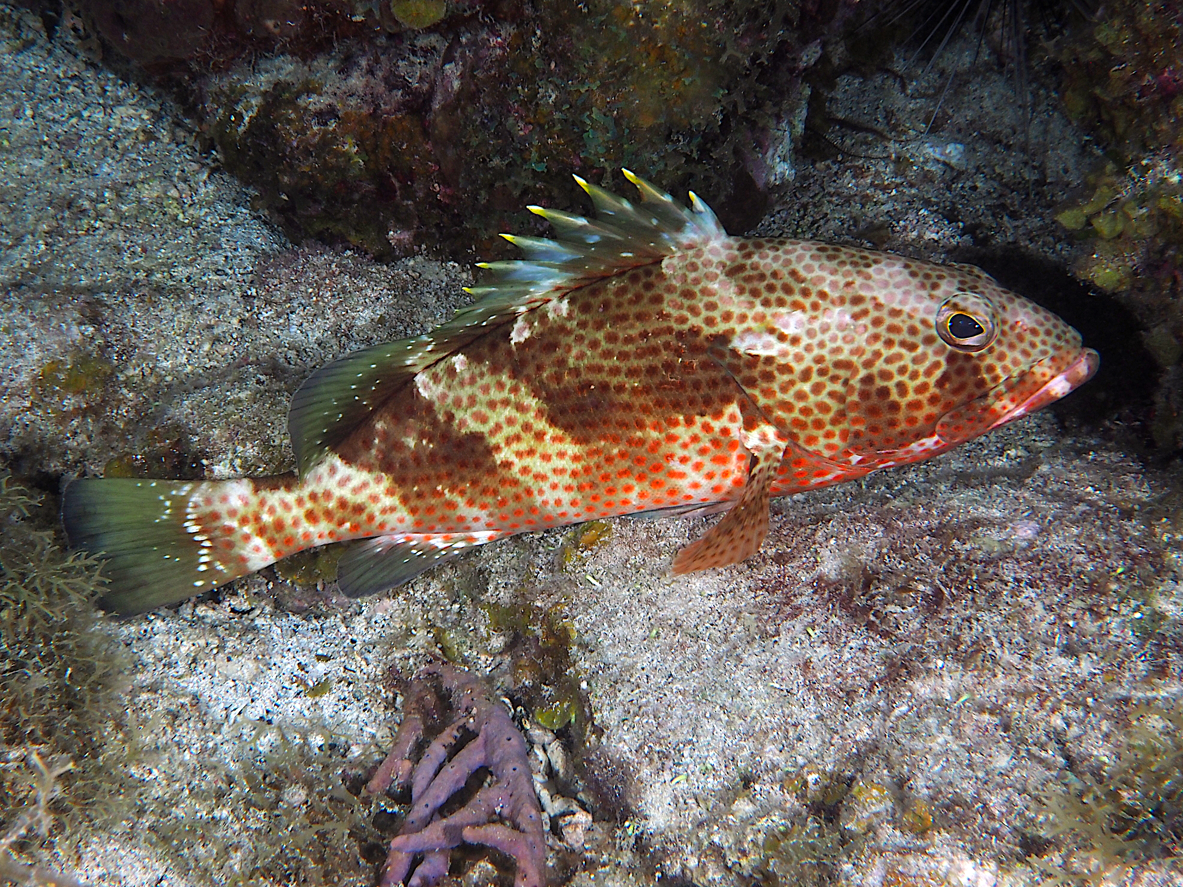 Red Hind - Epinephelus guttatus