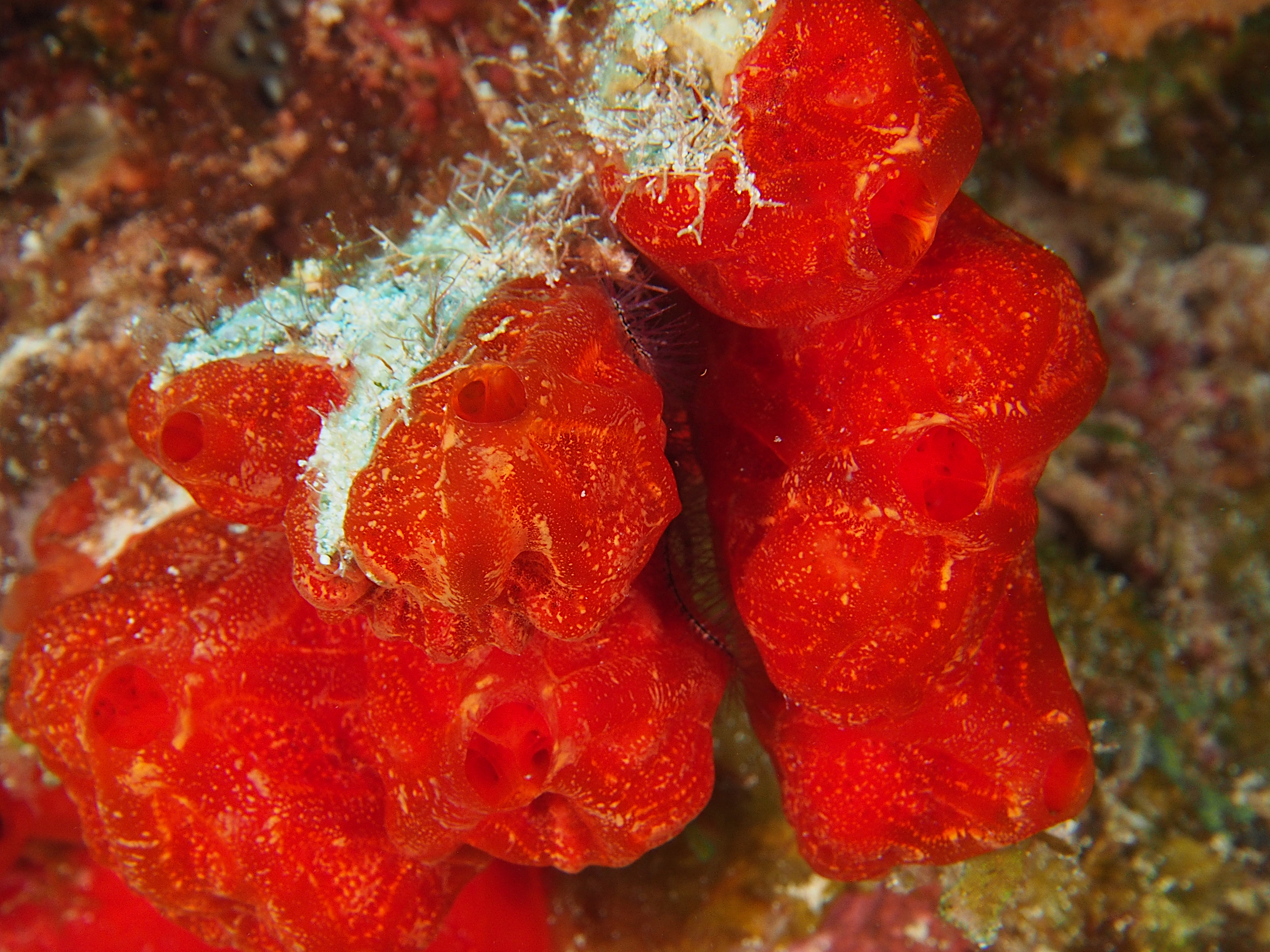Red-Orange Encrusting Sponge - Diplastrella megastellata - Cozumel, Mexico