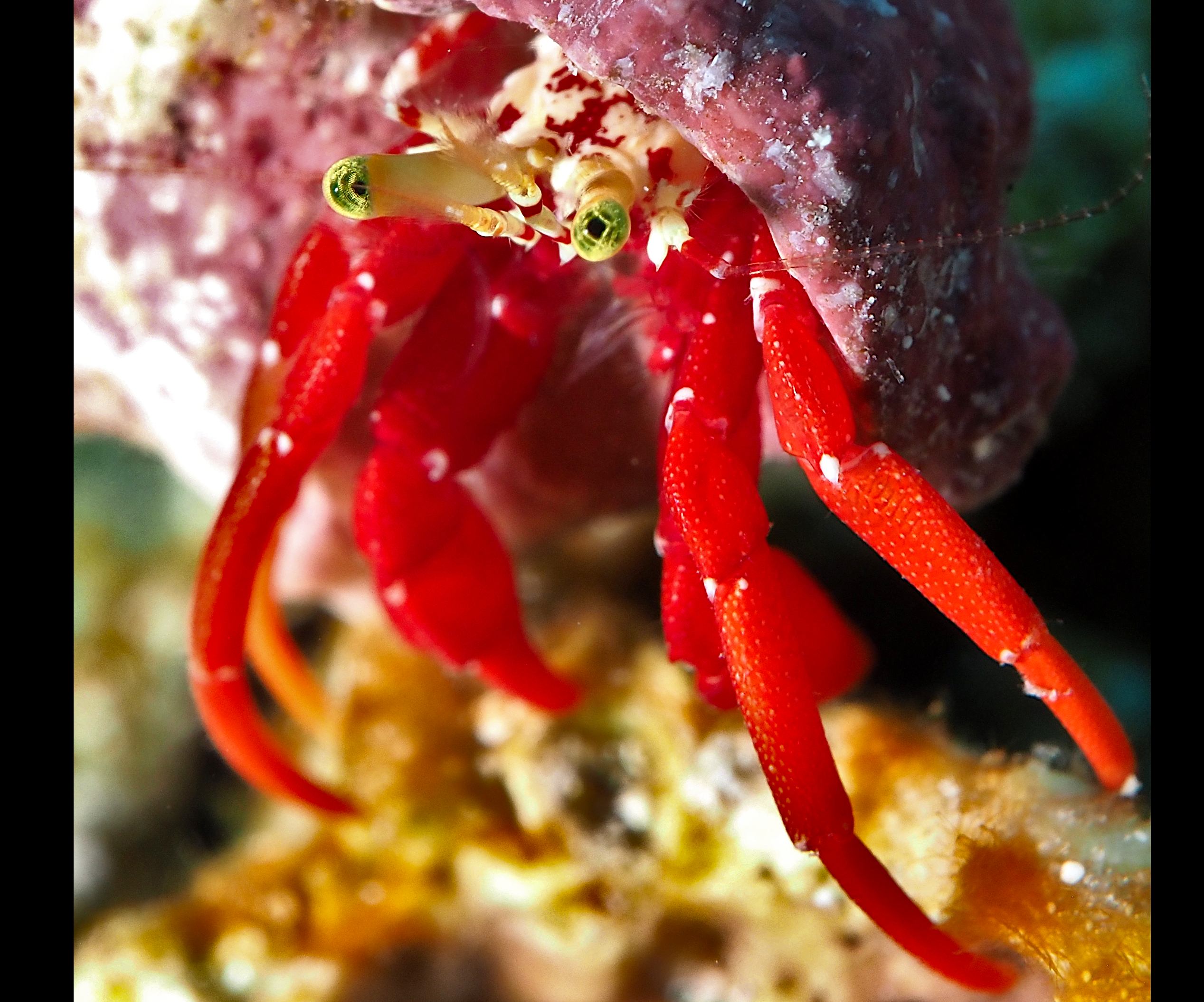 Red Reef Hermit Crab - Paguristes cadenati