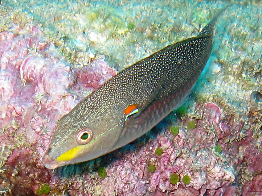 Redshoulder Wrasse - Stethojulis bandanensis - Yap, Micronesia