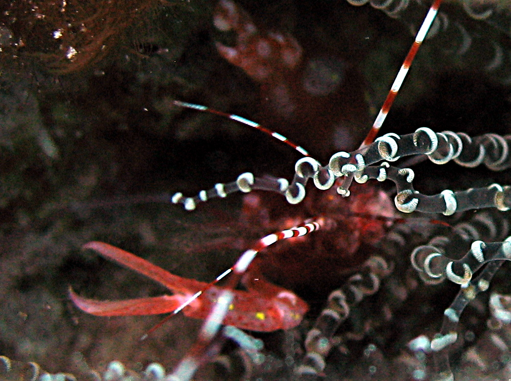Red Snapping Shrimp - Alpheus armatus
