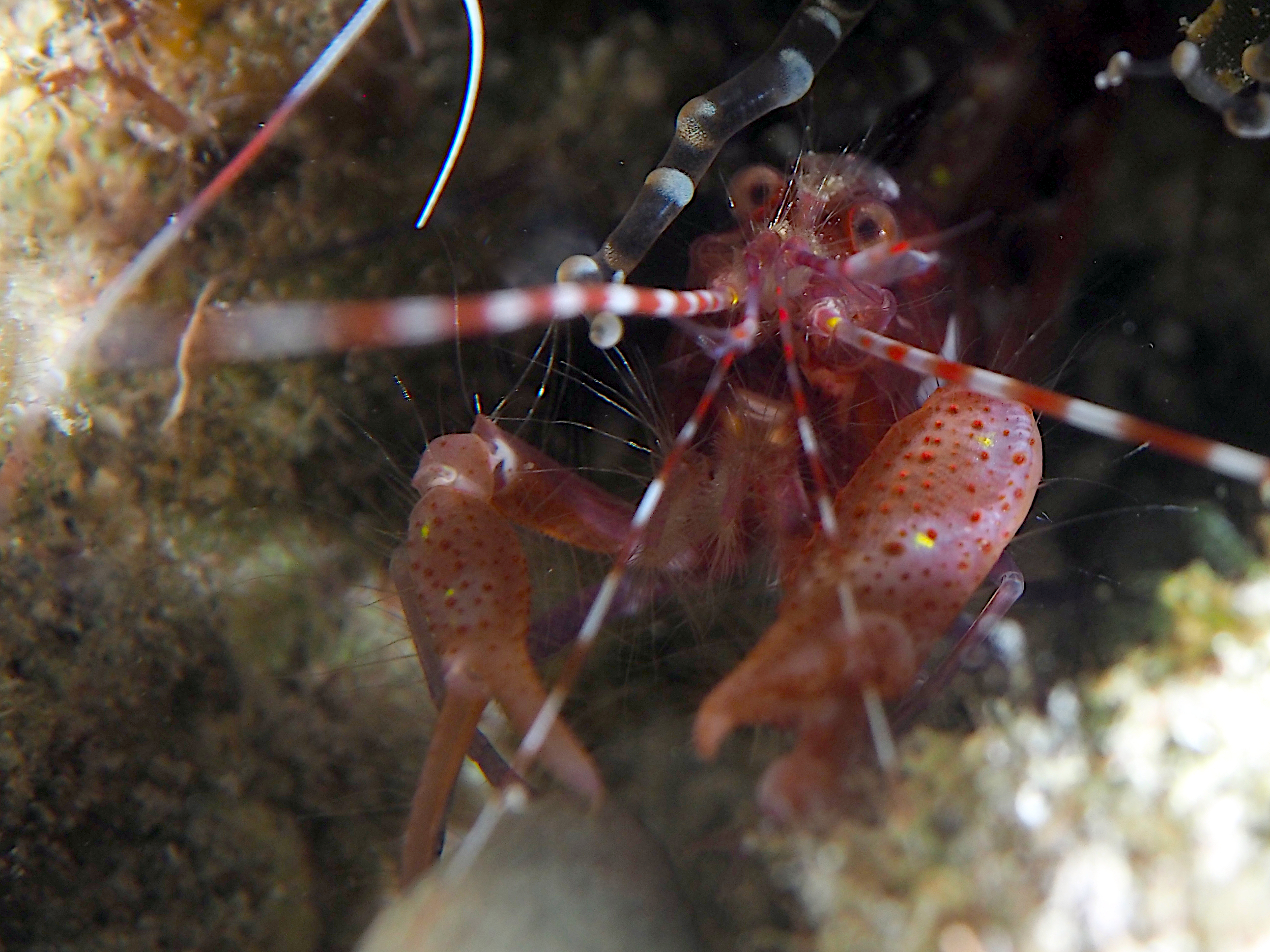 Red Snapping Shrimp - Alpheus armatus